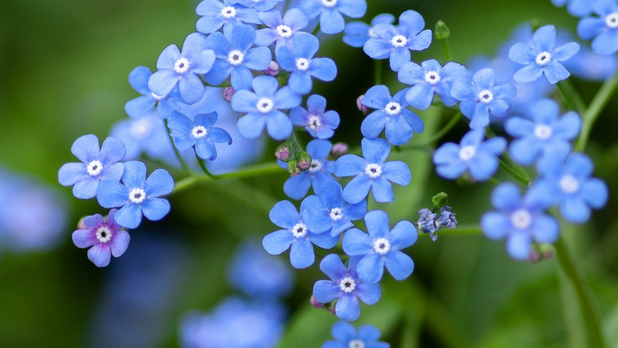 Forget Me Not Dementia Café at TouchPoint - TouchPoint Stansted